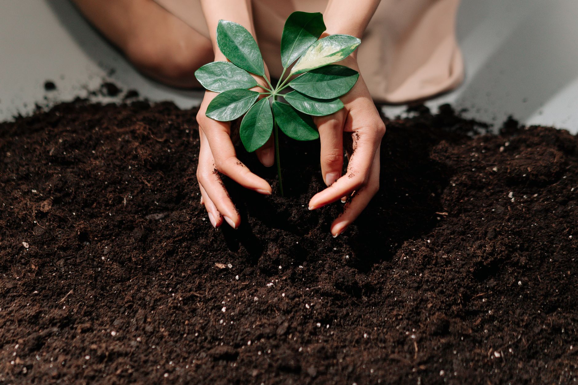 a person planting on a soil